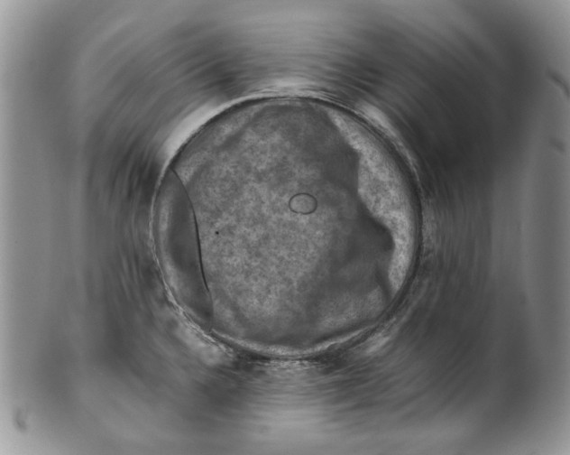 X0000099571336200806131248