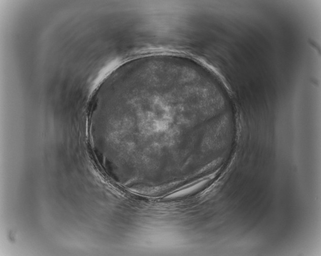 X0000099571365200806131247