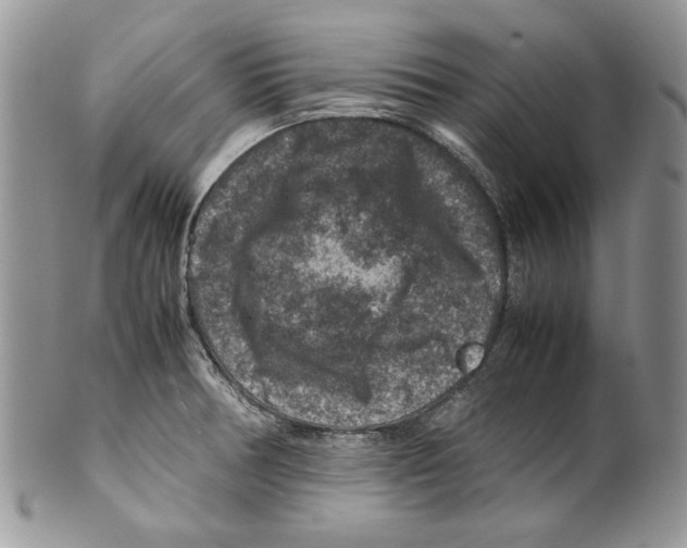 X0000099571378200806131247