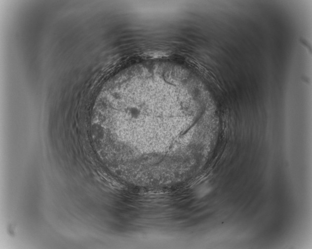 X0000099571393200806131246