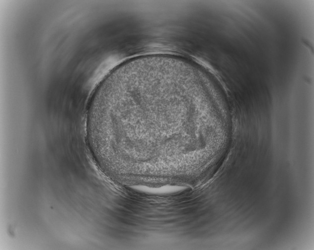 X0000099571415200806131246