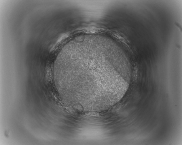X0000099571446200806131246