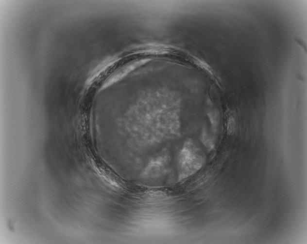 X0000099571448200806131246