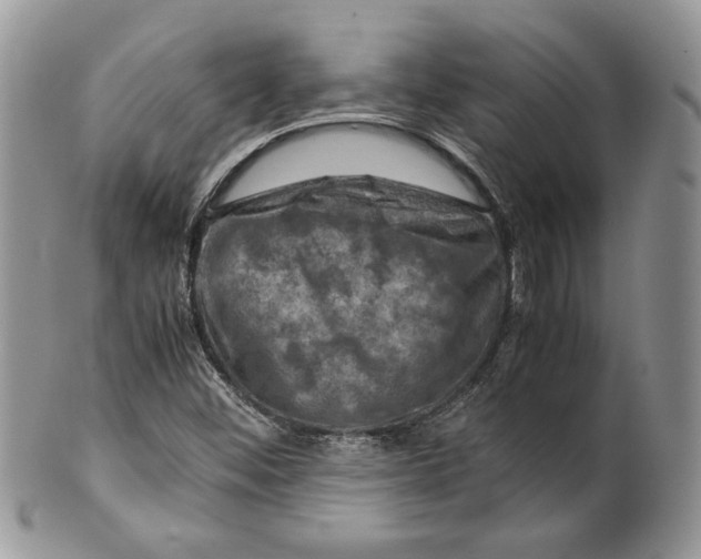 X0000099571452200806131246