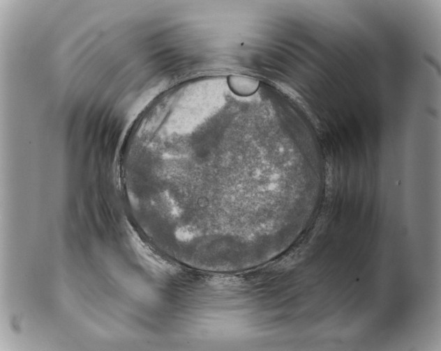 X0000099571466200806131245
