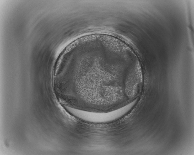 X0000099571520200806131245