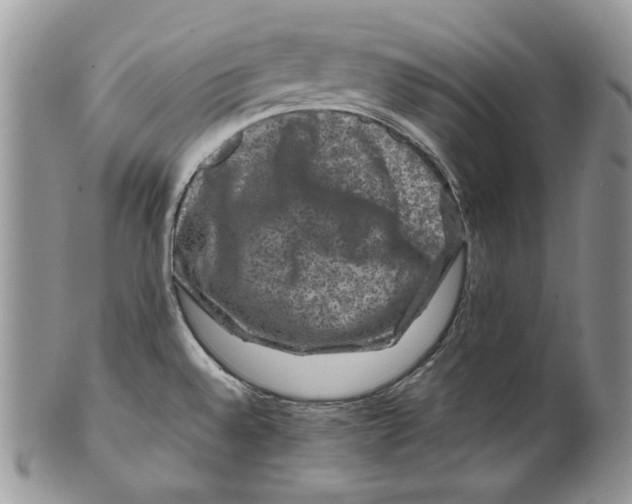 X0000099571528200806131245
