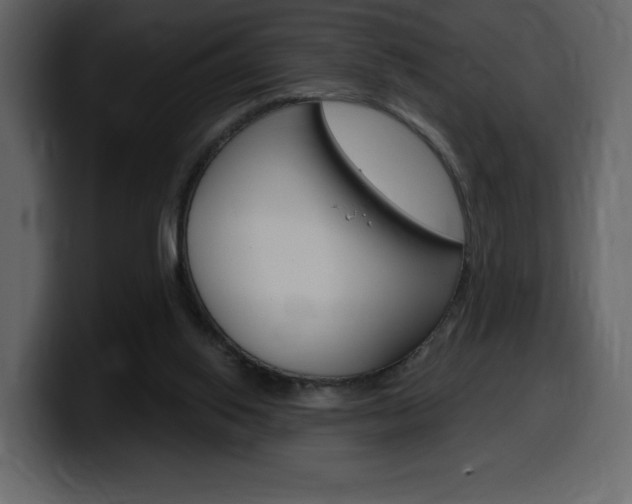 X0000099580062200805160754