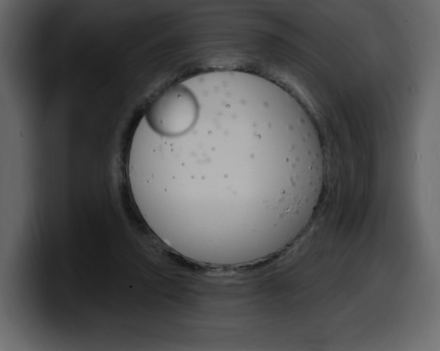 X0000099580354200805160750