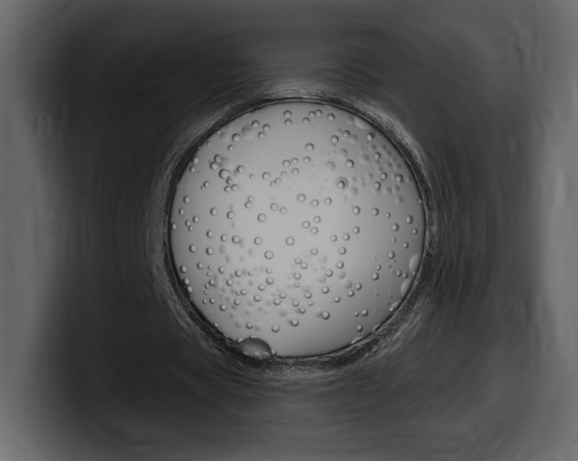 X0000099580529200805160748