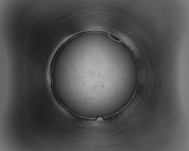X0000099581084200805160741