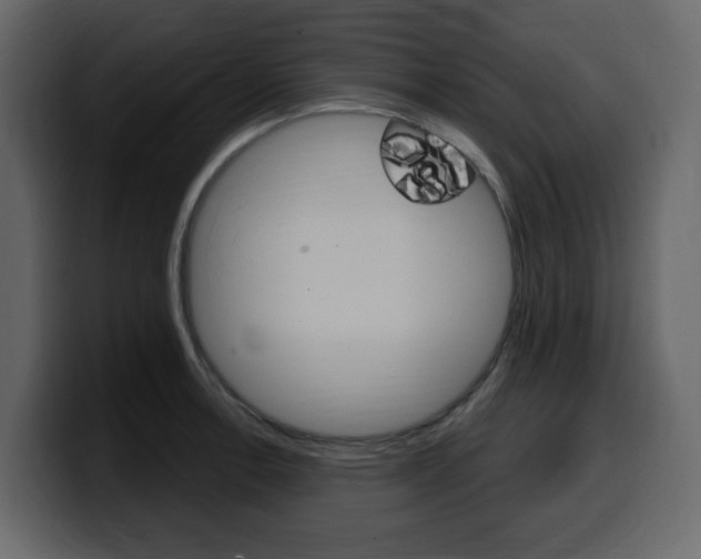 X0000099581138200805160740