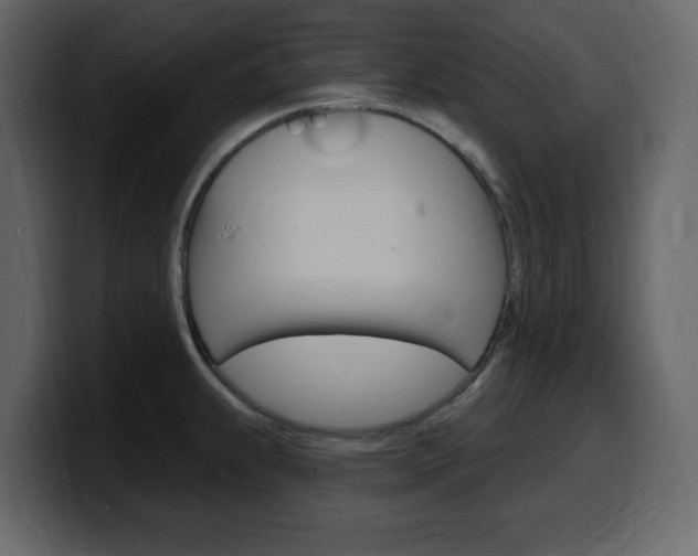 X0000099581239200805160739
