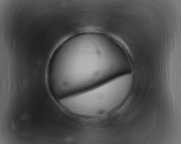X0000099581285200805160738