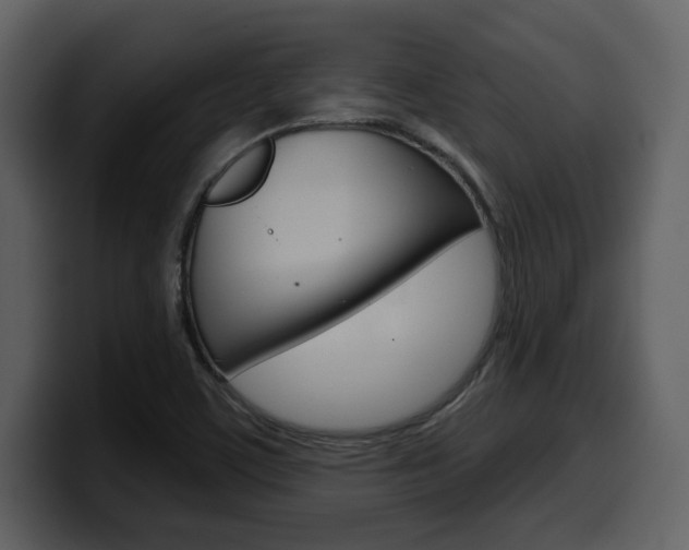 X0000099581459200805160736