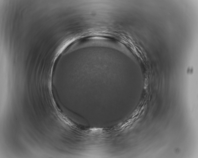 X0000099580052200805161245