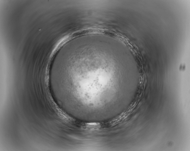 X0000099580053200805161245