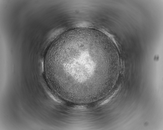 X0000099580061200805161246
