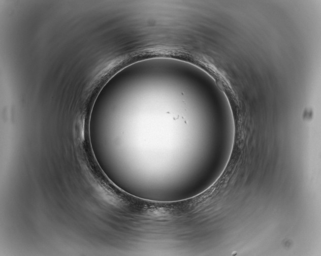 X0000099580062200805161246