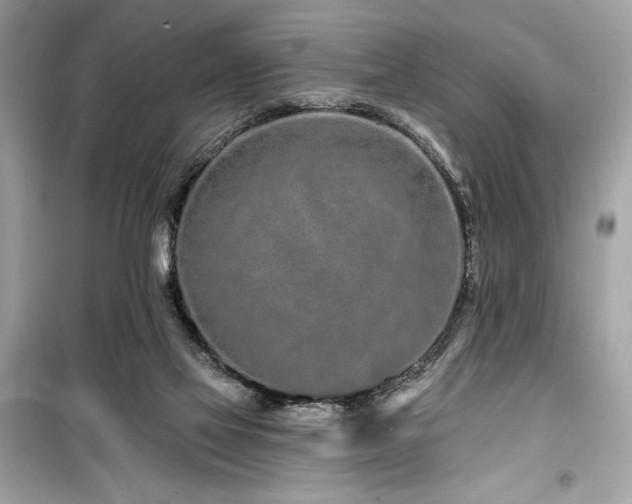 X0000099580069200805161246