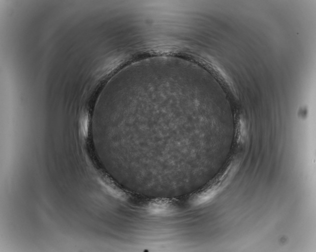 X0000099580076200805161246