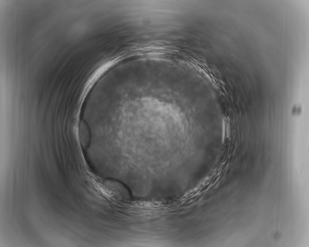 X0000099580147200805161244