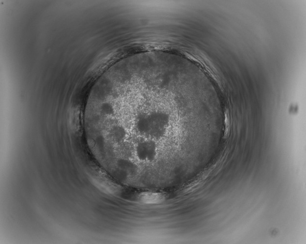 X0000099580169200805161244