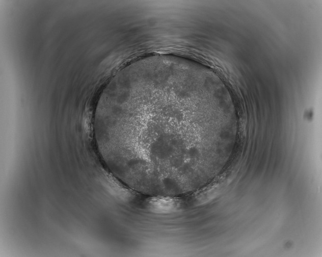 X0000099580181200805161245