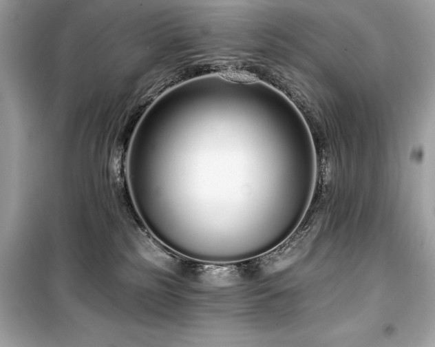 X0000099580185200805161245