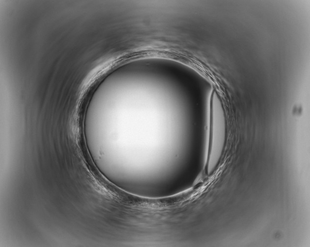 X0000099580245200805161243