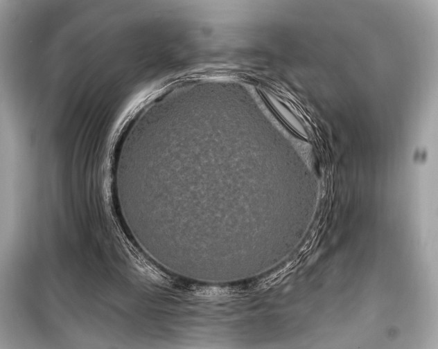 X0000099580293200805161242