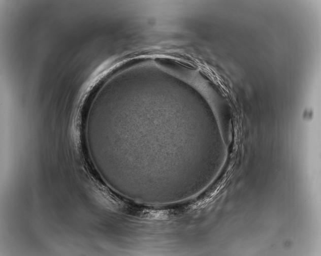 X0000099580295200805161242