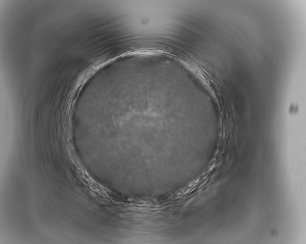 X0000099580337200805161241