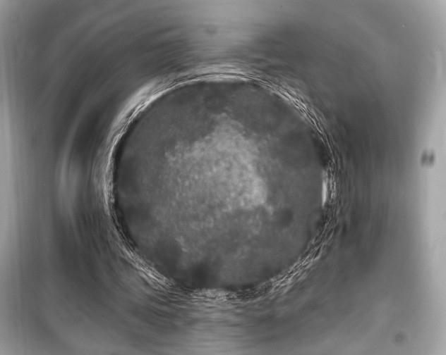 X0000099580339200805161241