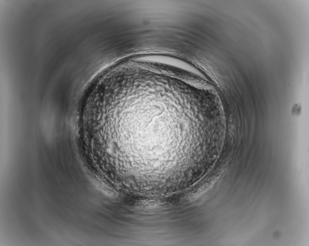 X0000099580351200805161241
