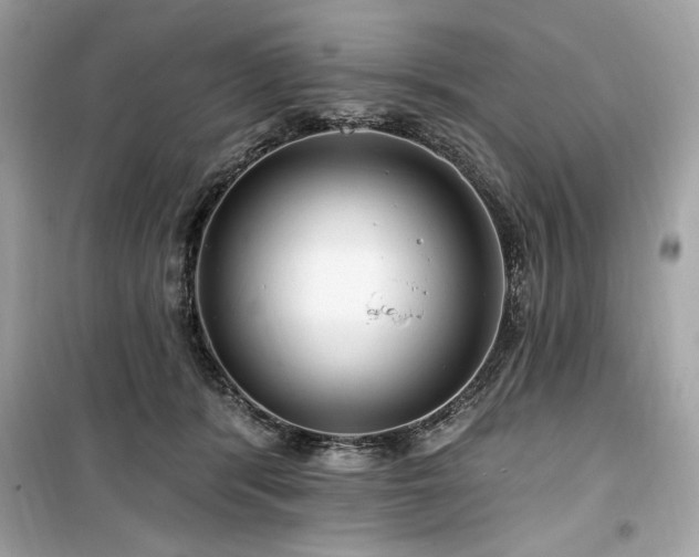 X0000099580416200805161240