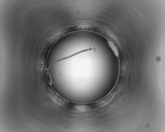 X0000099580417200805161240