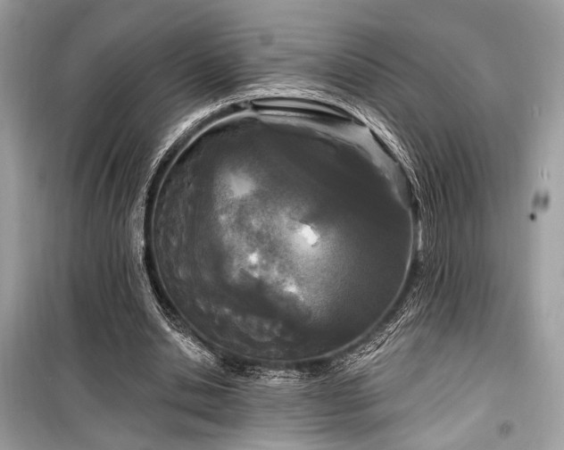 X0000099580438200805161239
