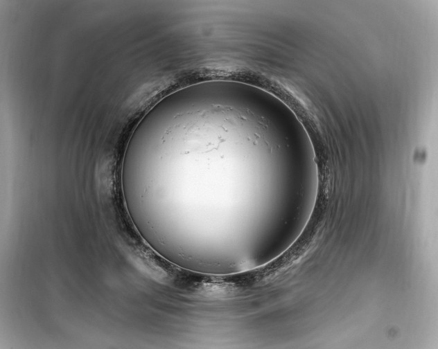 X0000099580455200805161239