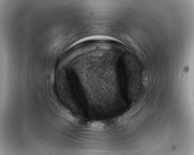 X0000099580471200805161240