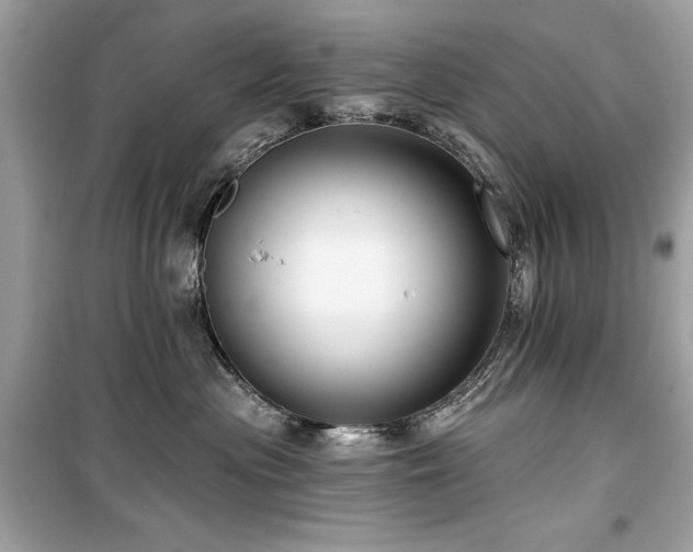 X0000099580477200805161240