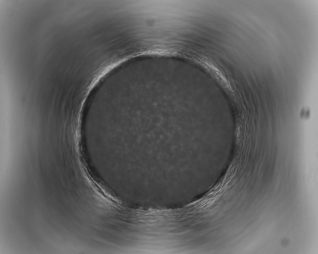 X0000099580484200805161239