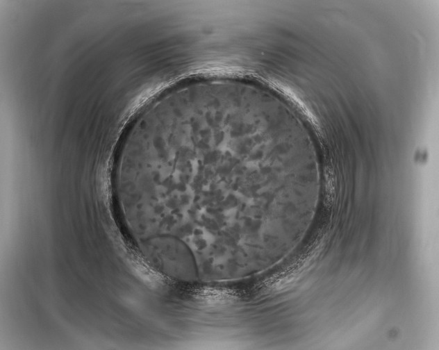X0000099580487200805161239