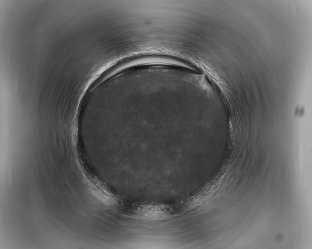 X0000099580488200805161239