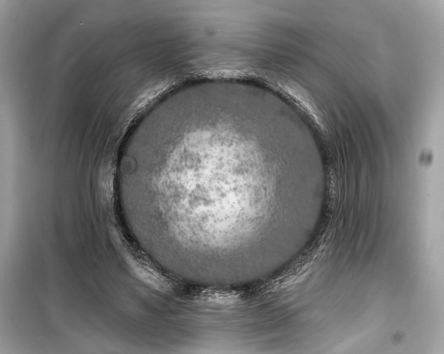 X0000099580491200805161239