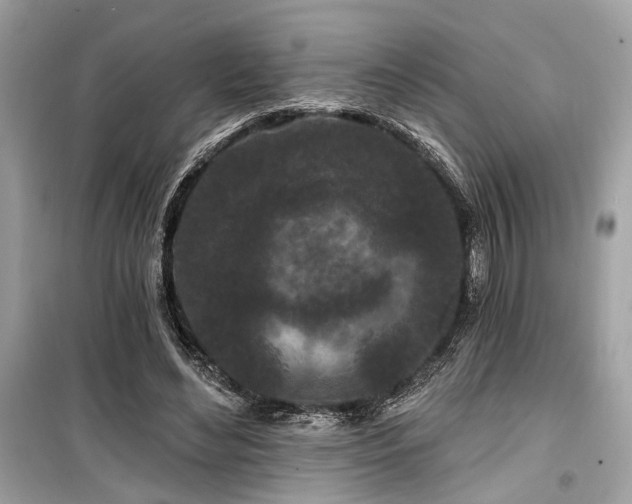 X0000099580492200805161239