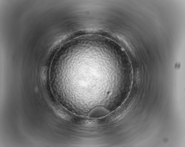 X0000099580495200805161239