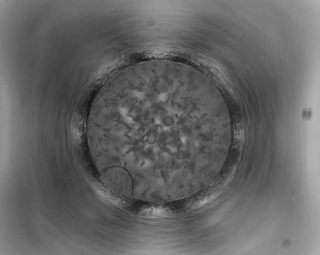 X0000099580503200805161239
