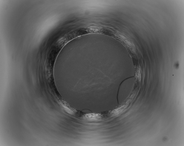 X0000099580526200805161239
