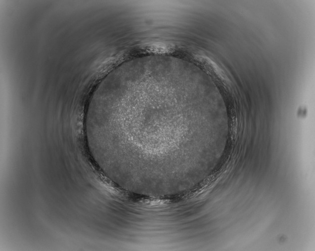 X0000099580553200805161238